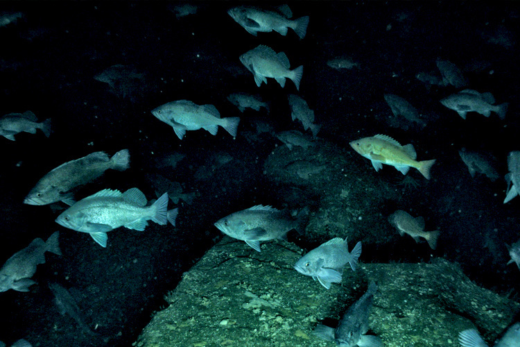 Image: Fishermen and Scientists Pioneer Cooperative Rockfish Survey