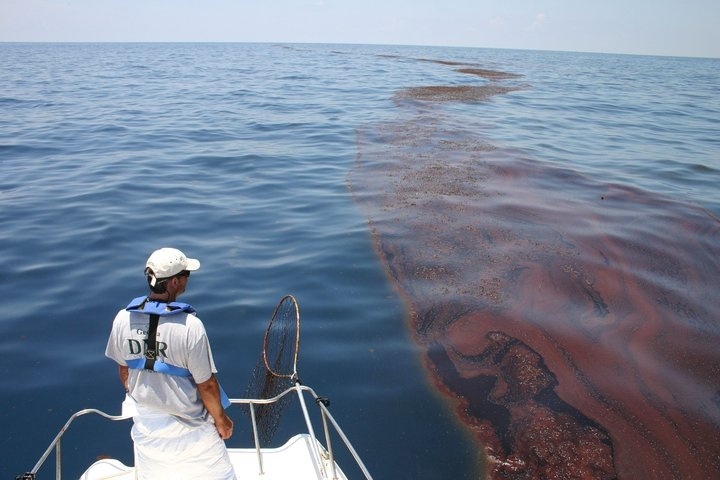 Image: The Road to Restoration for Sea Turtles