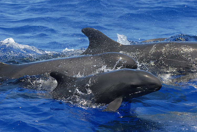 Image: New Approach to Identifying False Killer Whale Populations Proves Challenging