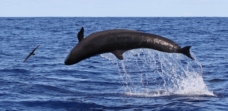 Image: False Killer Whales: Sentinels of Ocean Health
