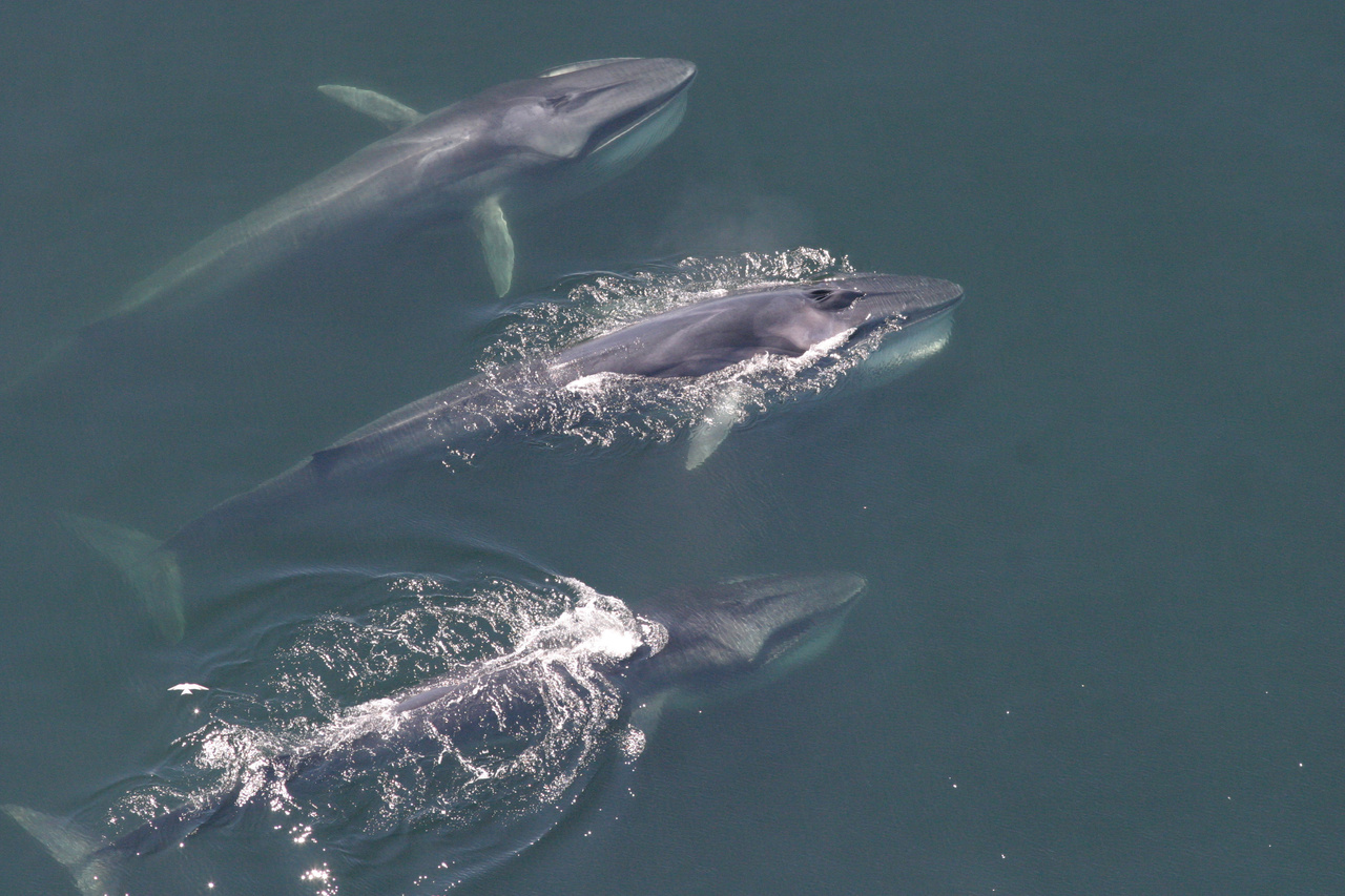 Image: Baleen Whales Have Changed Their Distribution in the Western North Atlantic