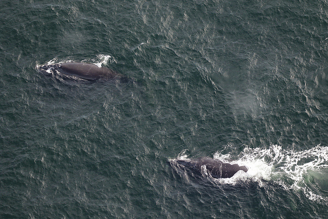 Image: First North Atlantic Right Whales of Season in Southeast Spotted Off Georgia