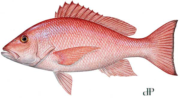 NOAA Announces the 2019 Gulf of Mexico Red Snapper Recreational