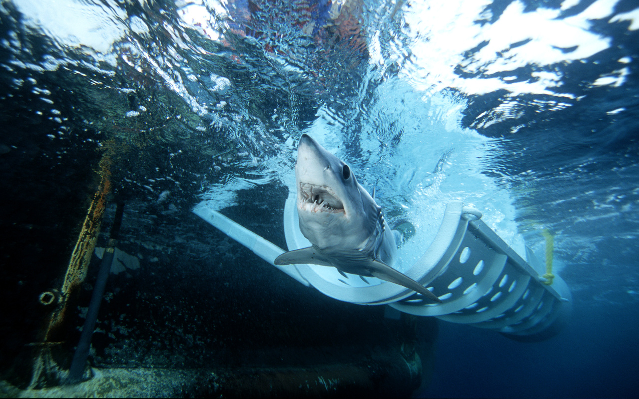 Image: Fisheries Resources Division, Southwest Fisheries Science Center