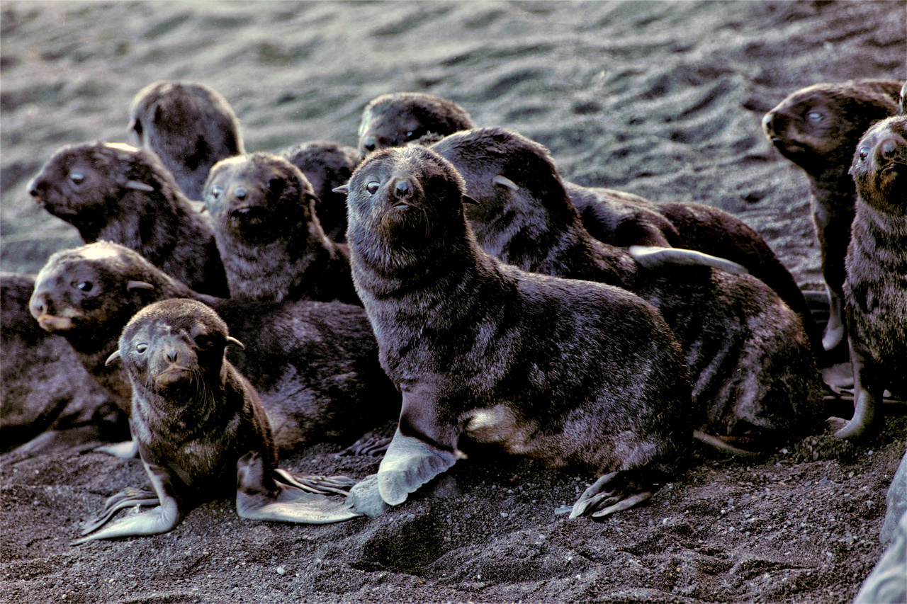 Image: Fur Seals on Bogoslof Island - Post 2
