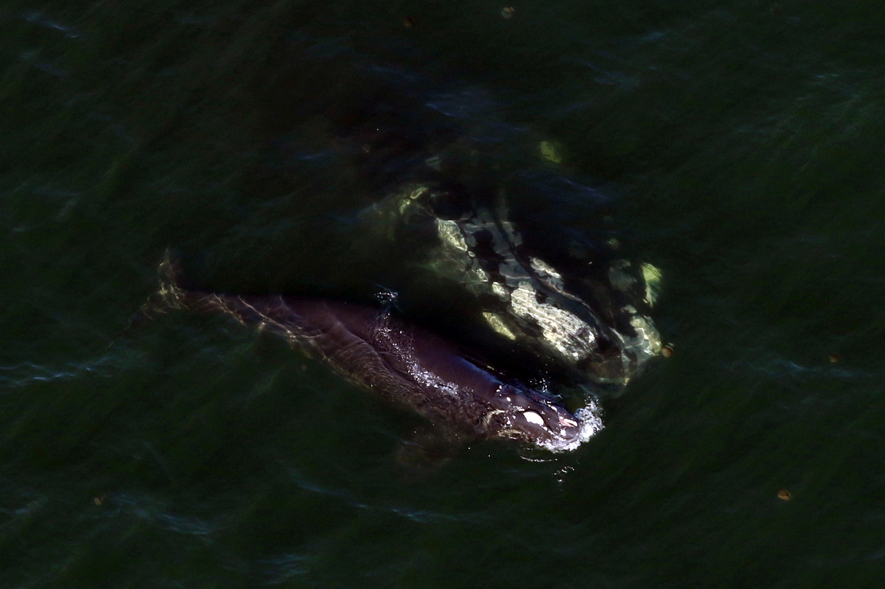 Image: North Atlantic Right Whale Calf Injured by Vessel Strike