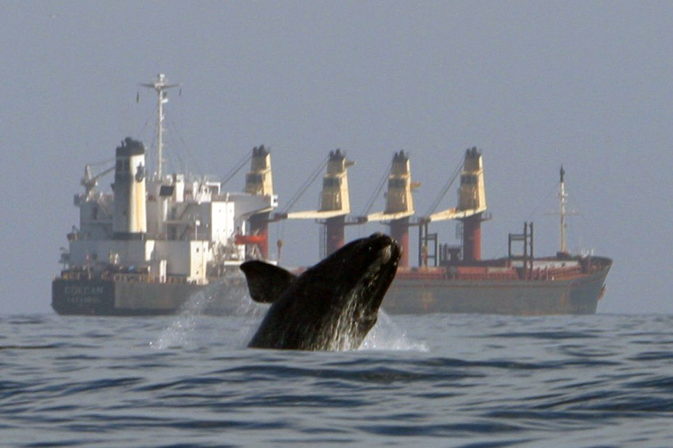 Image: Right Whale Conservation: Get the Facts from Our Ship Strike Experts