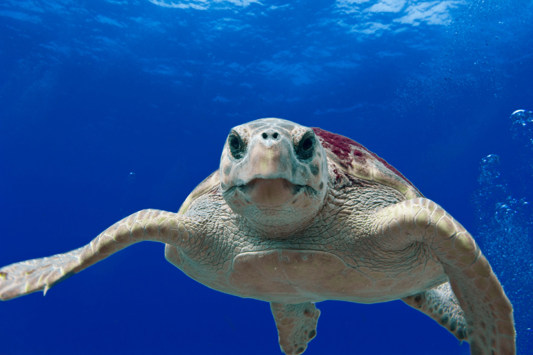 Image: Exploring Solutions for Sea Turtle Bycatch