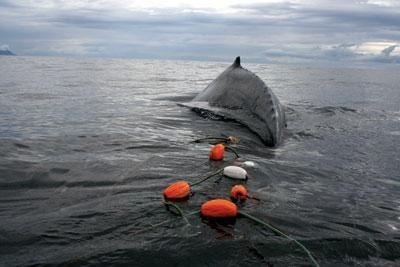 Image: Climate Extreme Intensifies Conflict Between People and Whales