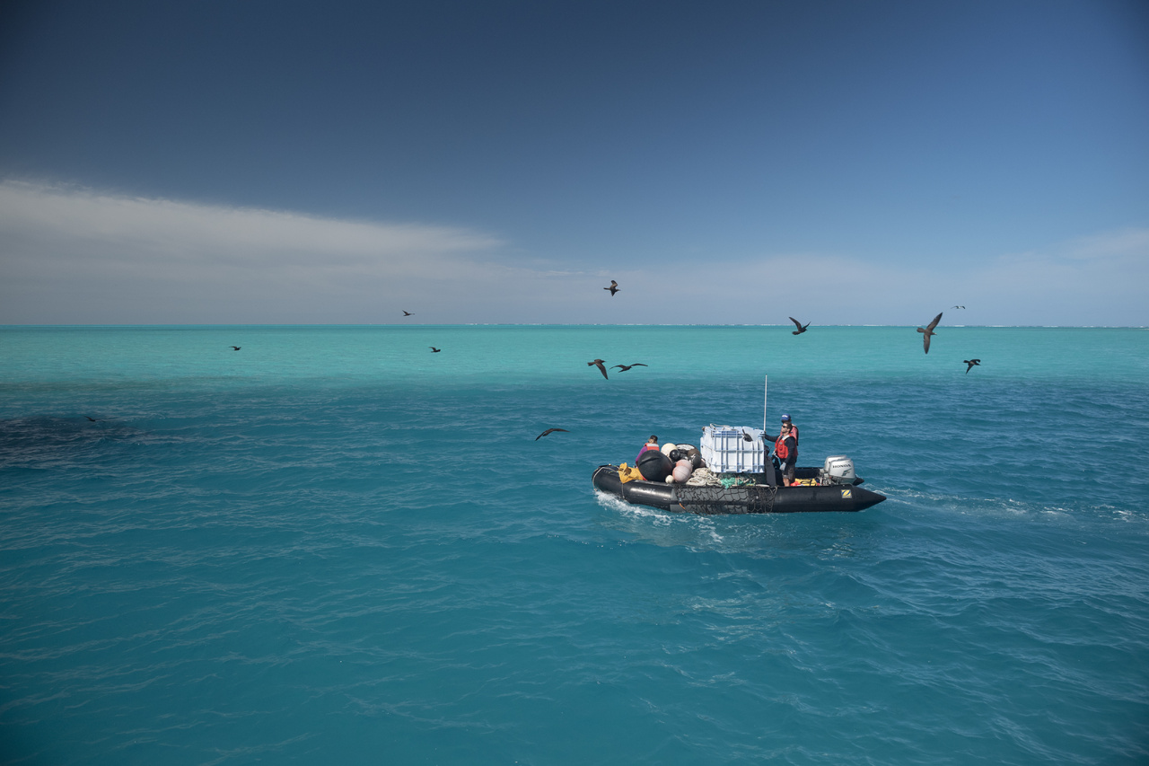 Image: Midway Marine Debris: Finding our Land Legs