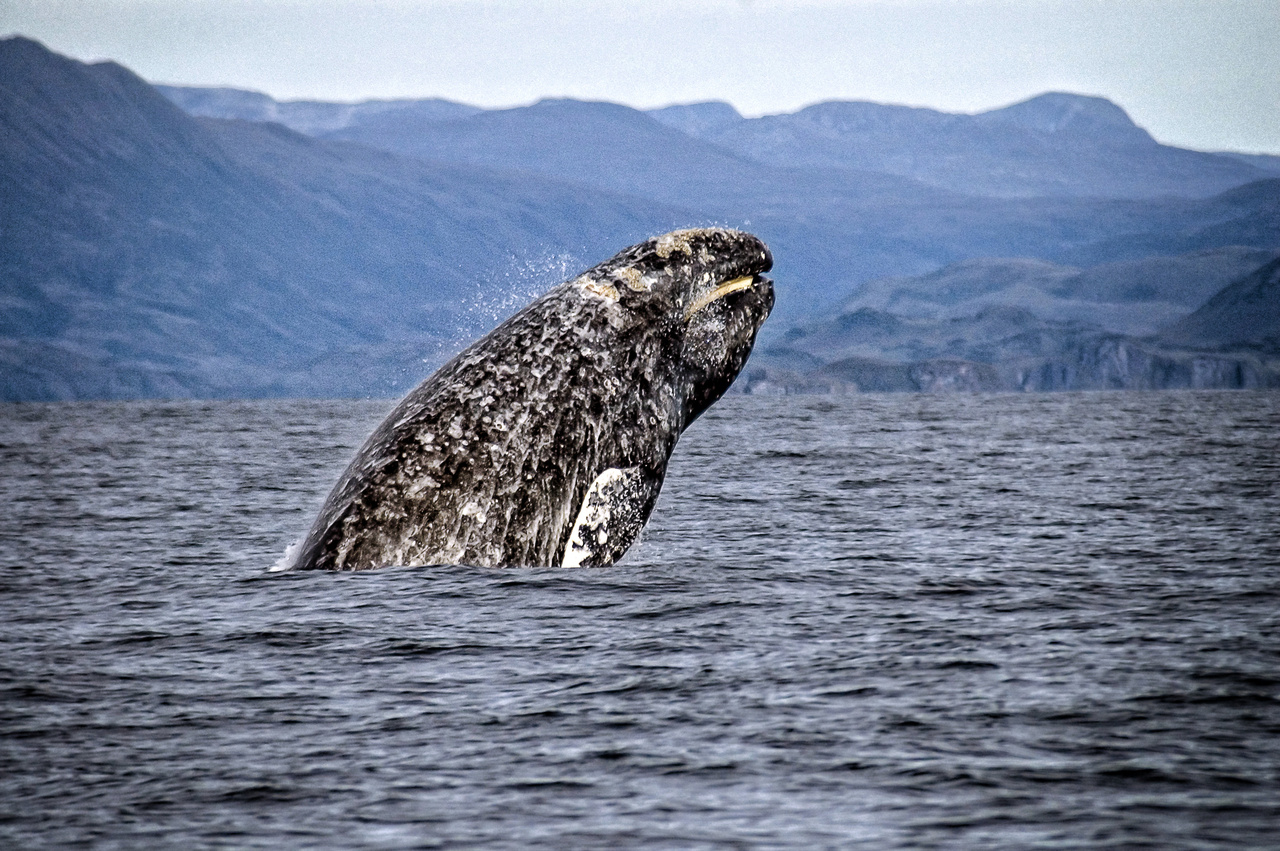 Image: Gray Whale Research In Alaska