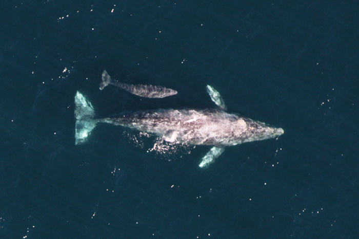 Image: Gray Whales Born in Big Numbers