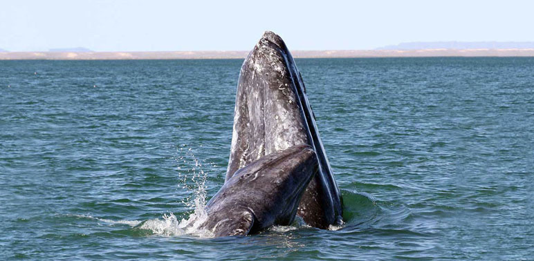 Image: Automatic Whale Detector, Version 1.0