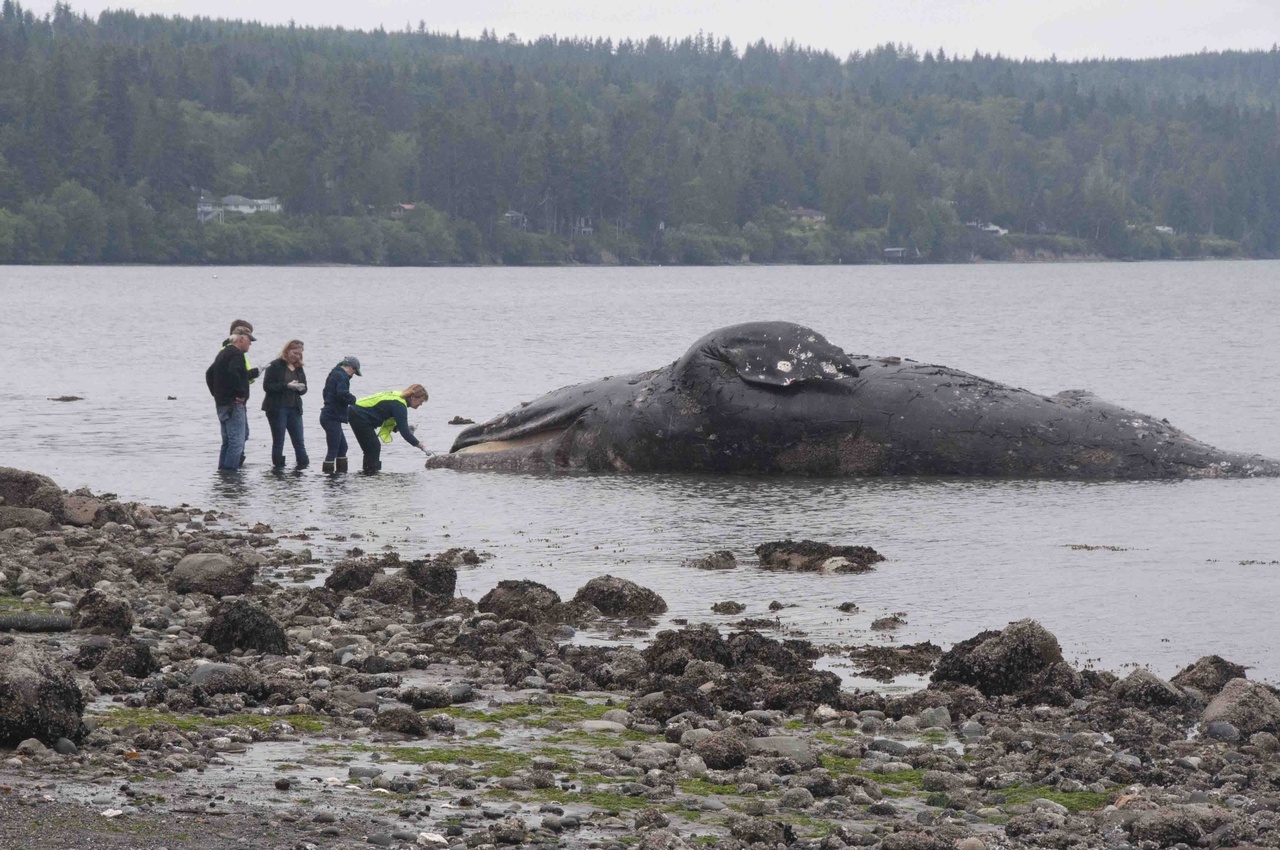 Image: Washington Couple Sets Example with Whale Carcass "Experiment"
