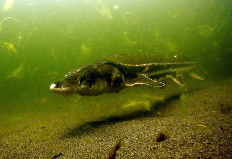 Image: Draft Recovery Plan Promotes Recovery Of Threatened Green Sturgeon