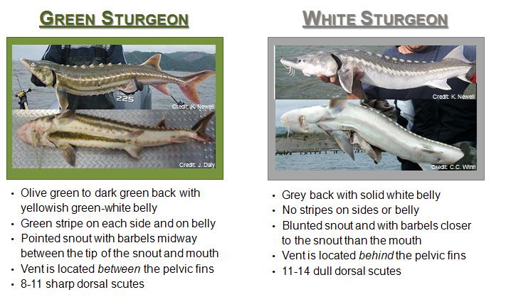 Green vs White Sturgeon.png Green vs White Sturgeon.png