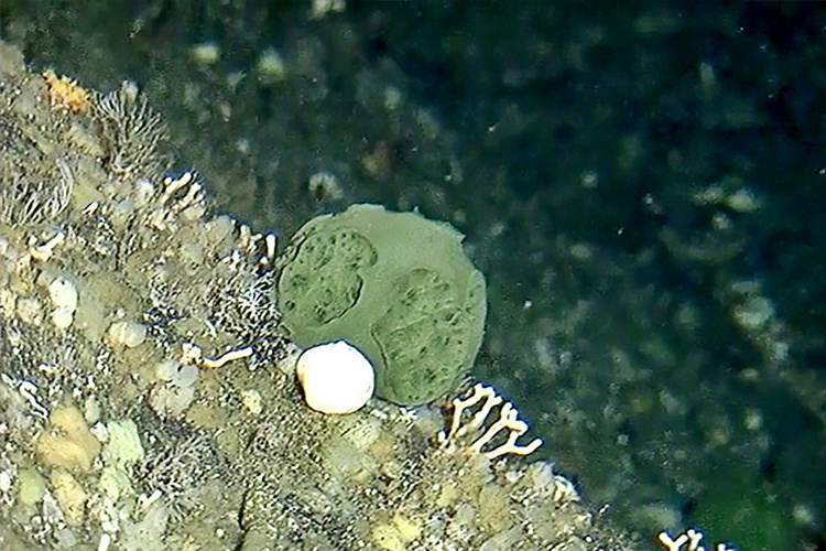 Image: Deep-Water Alaska Sponge Has Molecules That Selectively Target And Kill Pancreatic Tumor Cells