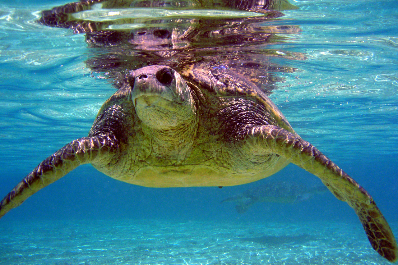 Image: Men Fined for Capturing a Hawaiian Green Sea Turtle