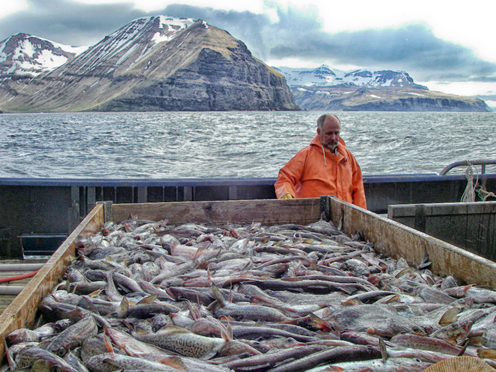 Image: Groundfish Research In Alaska