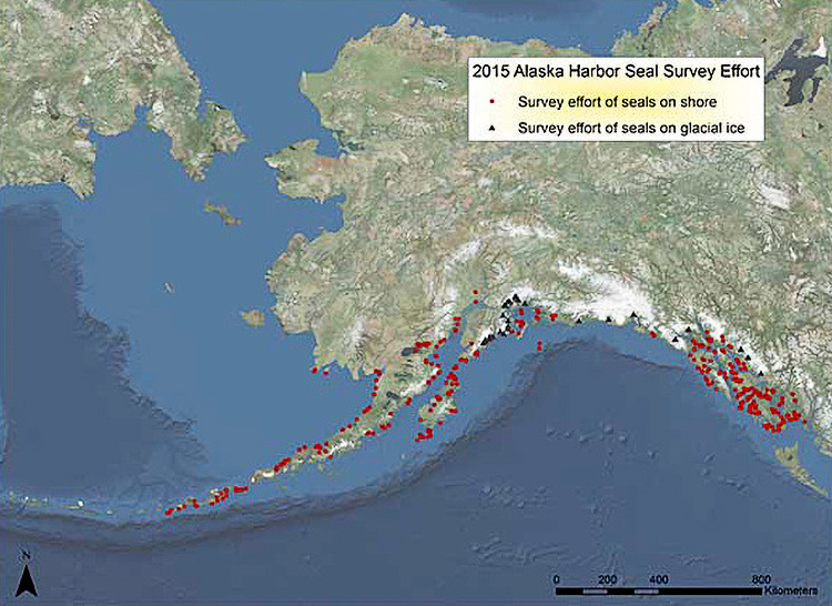 Image: Harbor Seal Survey in Alaska
