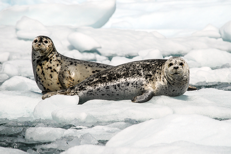 Image: Scientists Uncover New Way To Help Protect Harbor Seals In Disenchantment Bay, Alaska