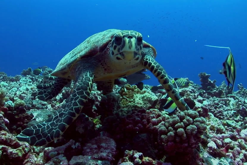 Image: Hawaiian Hawksbill Turtles: One of the World's Most Endangered Sea Turtle Population