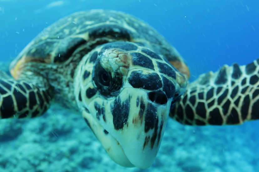 Image: Share the Shore with Sea Turtles and other Marine Life in Hawaii