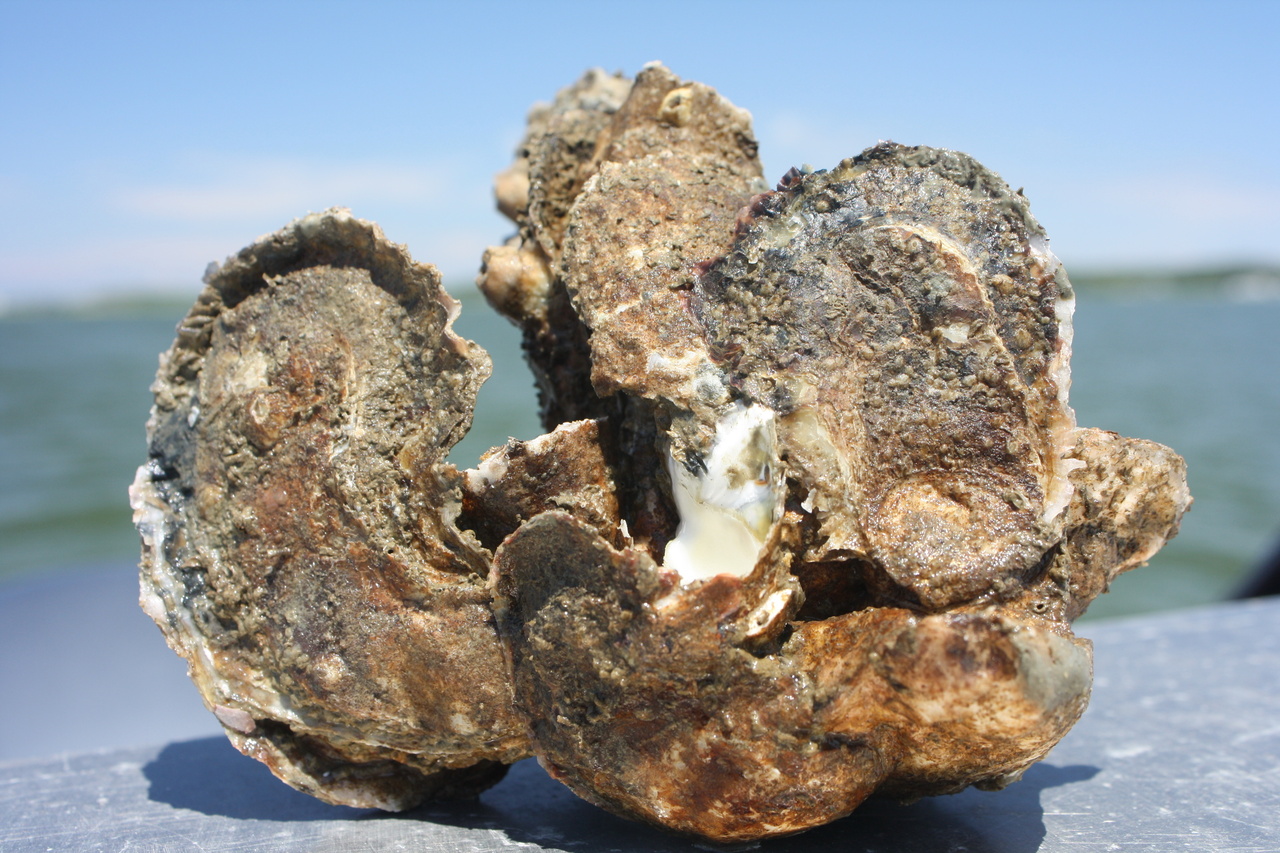 Image: More Oysters: Good for the Chesapeake Bay, Good for People!