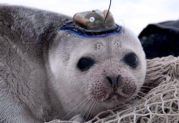 Image: Ice-associated Seal Ecology Research Survey - Post 6