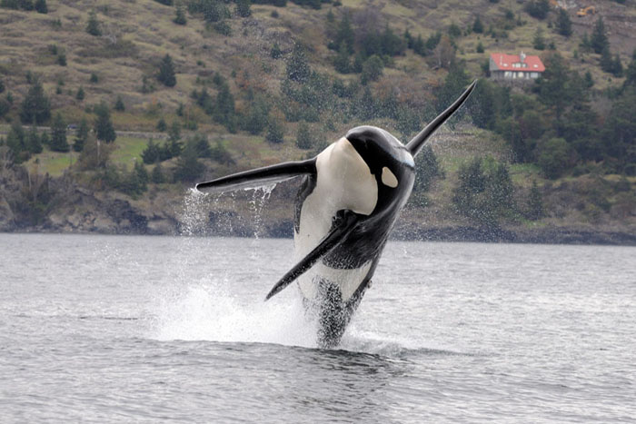 Image: Killer Whales in Distress