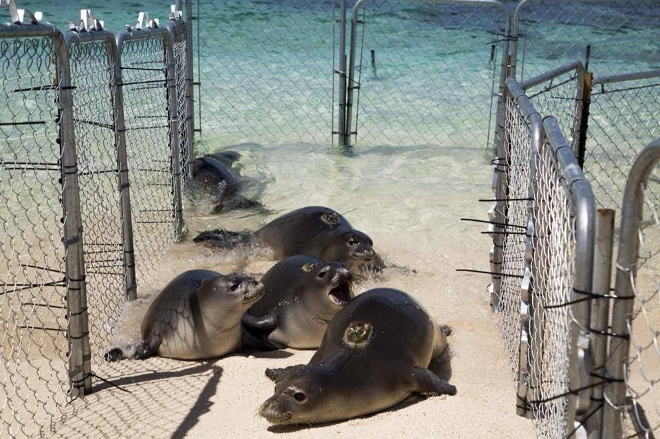 Image: Hawaiian Monk Seal Translocation Project Improves Survival