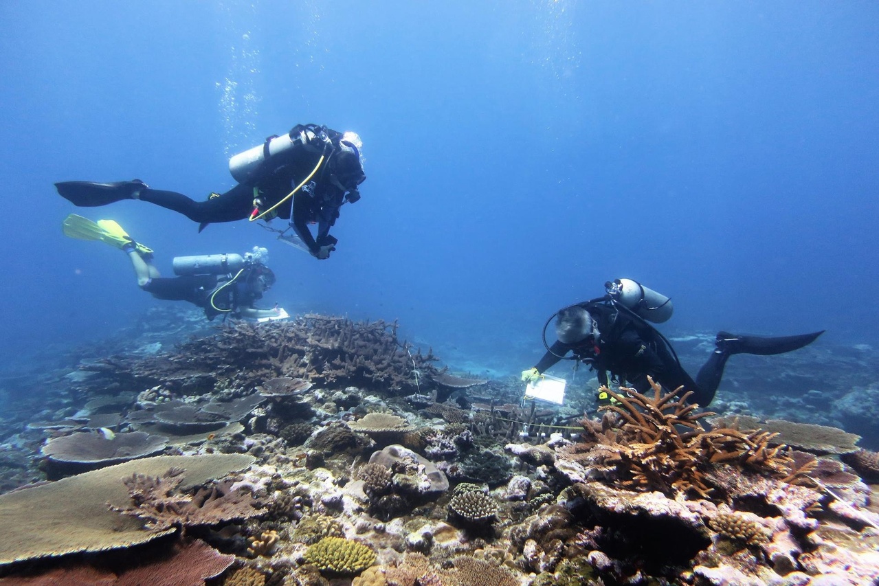 Image: Hope for Coral Reef Recovery in American Samoa? Preliminary Observations from the Field