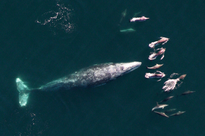 Image: Blinded by the Noise—Whales and Dolphins in a Noisy Ocean