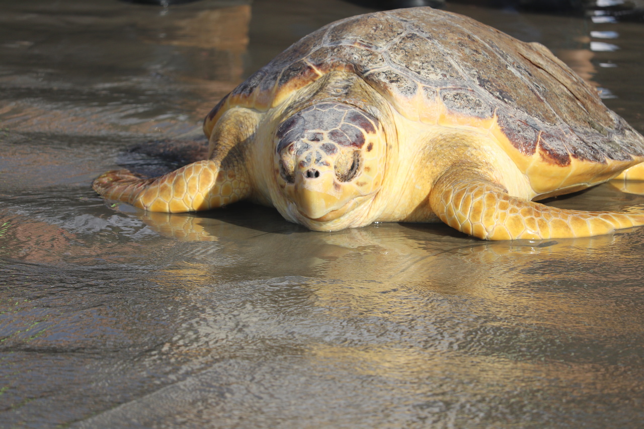 Image: Sea Turtles Return Home
