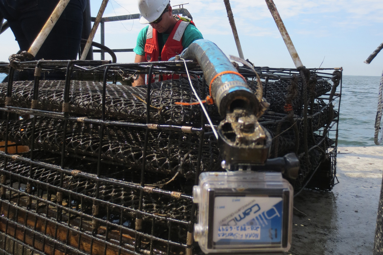 Image: New Technology Examines Oyster Aquaculture Ecological Services