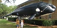 Image: Right Whale Outreach and Education in the Southeast