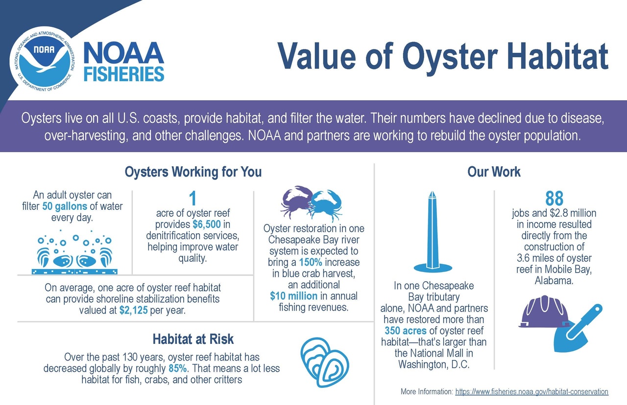Image: Infographic: Value of Oyster Habitat