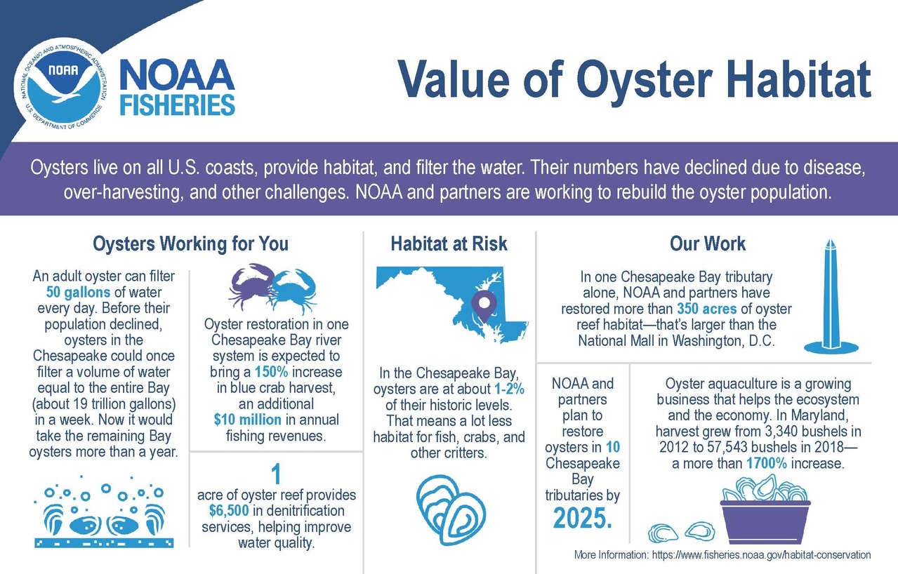 Image: Infographic: Value of Chesapeake Bay Oyster Habitat