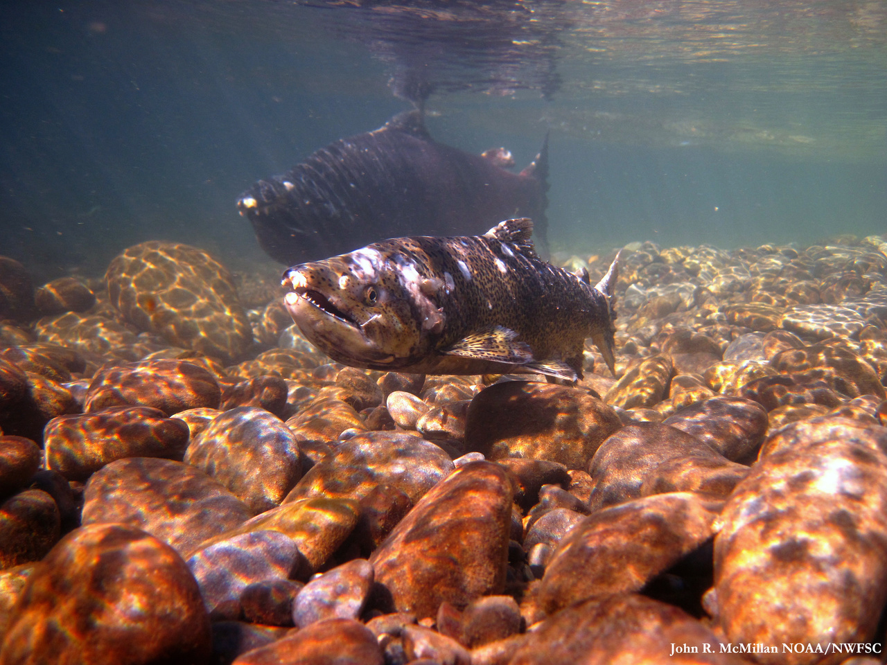 Image: Northwest Fisheries Science Center