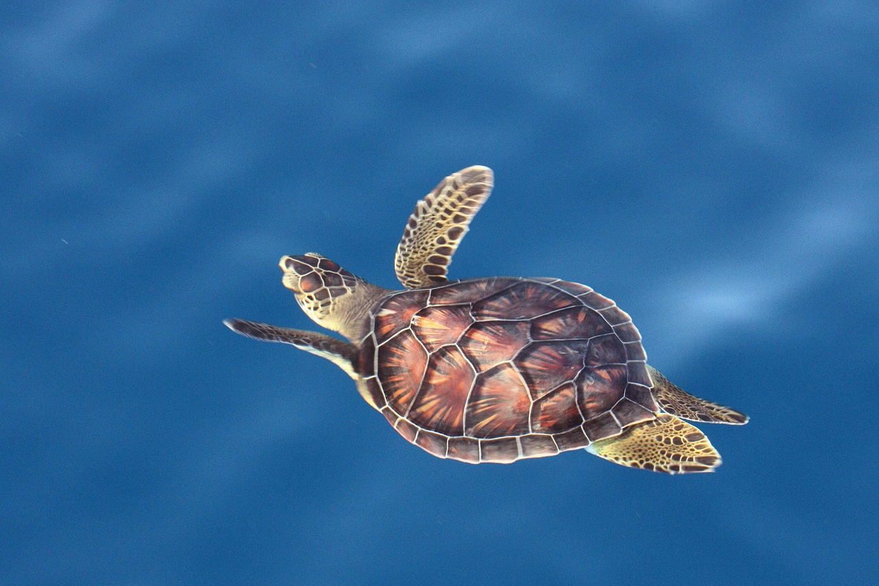 Image: Sea Turtle Week 2020: Celebrating Sea Turtle Conservation