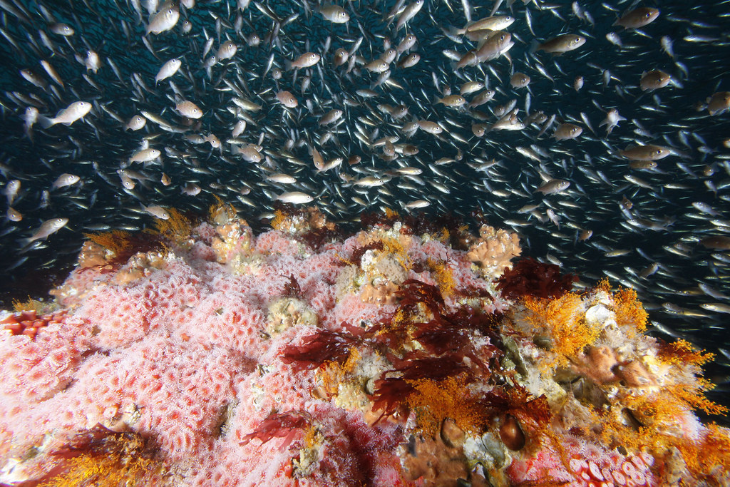 Image: Rebound in Groundfish Leads to New Flexibility for Fishermen, Protection for Deep-Sea Corals