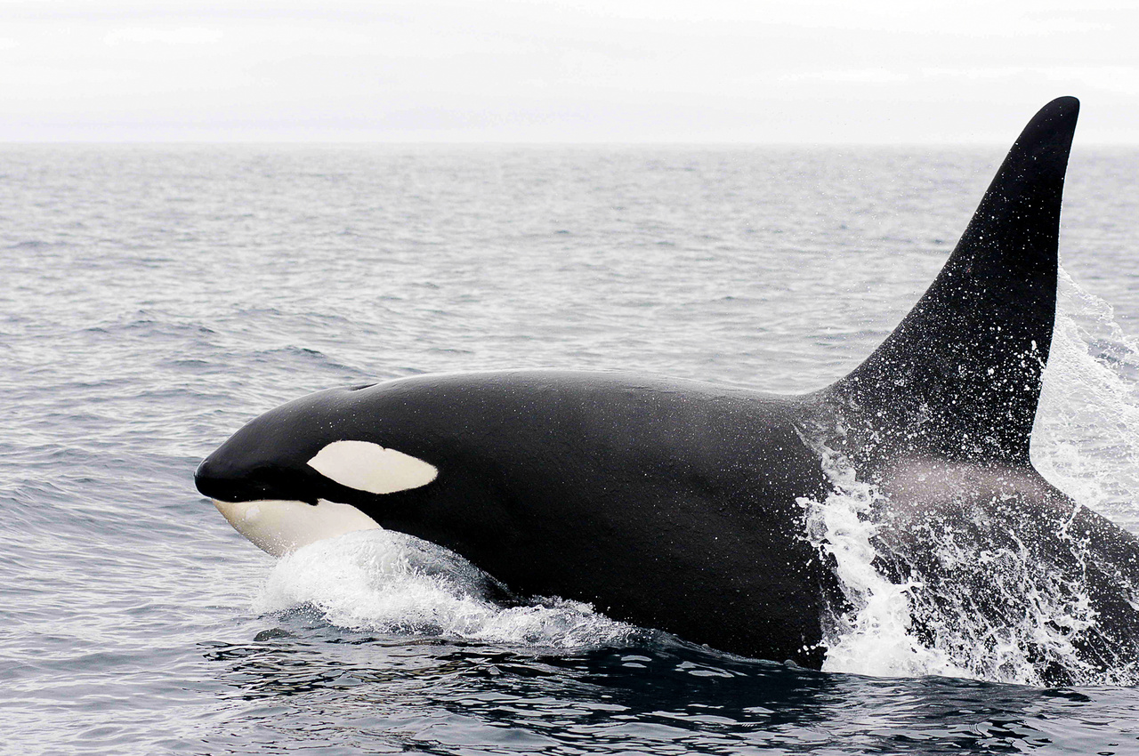Image: Killer Whale Research in Alaska