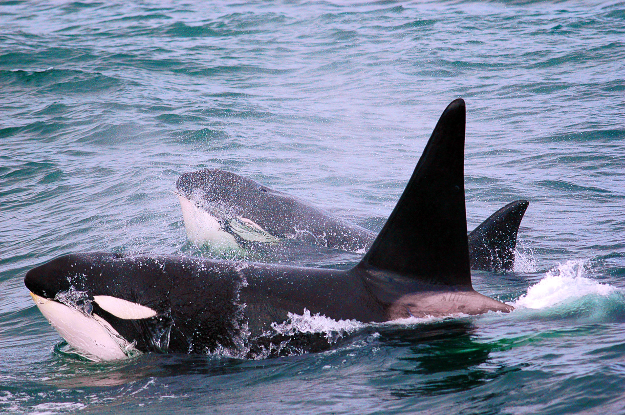 Image: Investigating the Foraging and Diving Behavior of "Transient"- Type Killer Whales in the Central and Western Aleutians