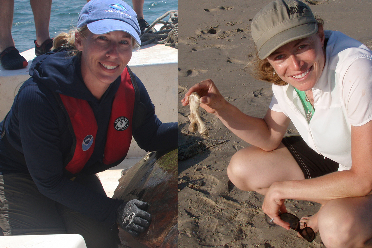 Image: Chat with NOAA Sea Turtle Scientists on Reddit