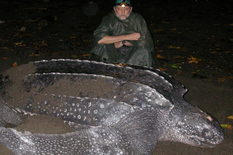 Image: Saving the Pacific Leatherback Sea Turtle