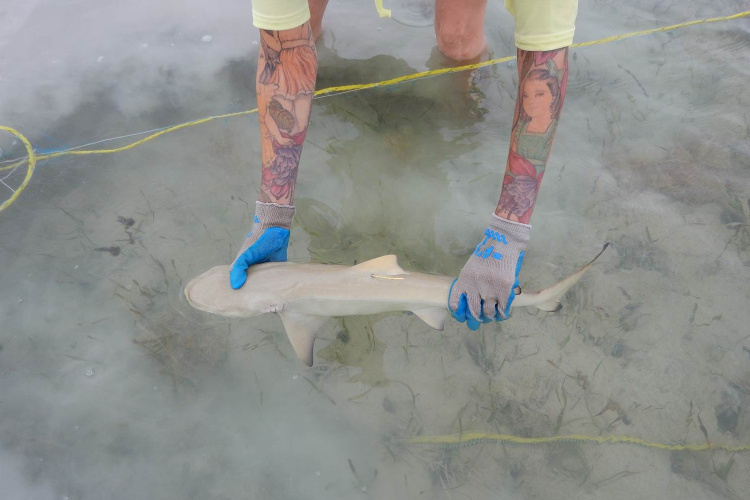 Image: Debunking Common Shark Myths 