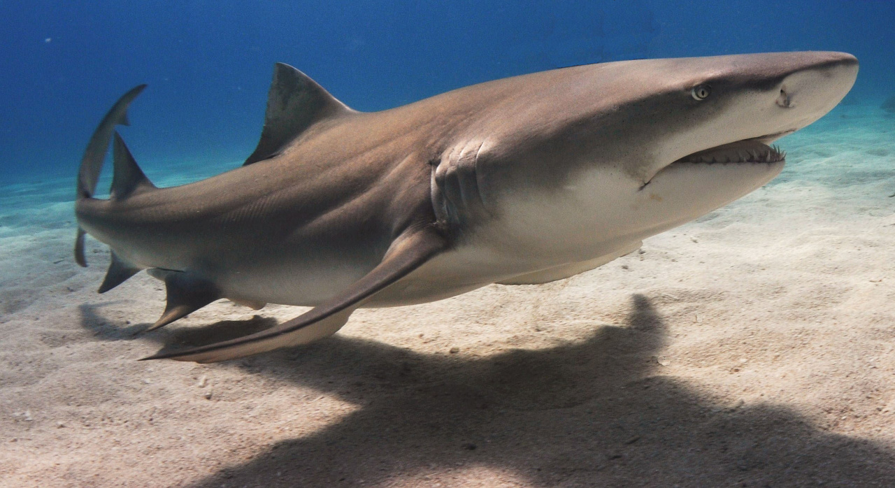 Image: Sharks in Atlantic, Gulf, and Caribbean Coastal Waters