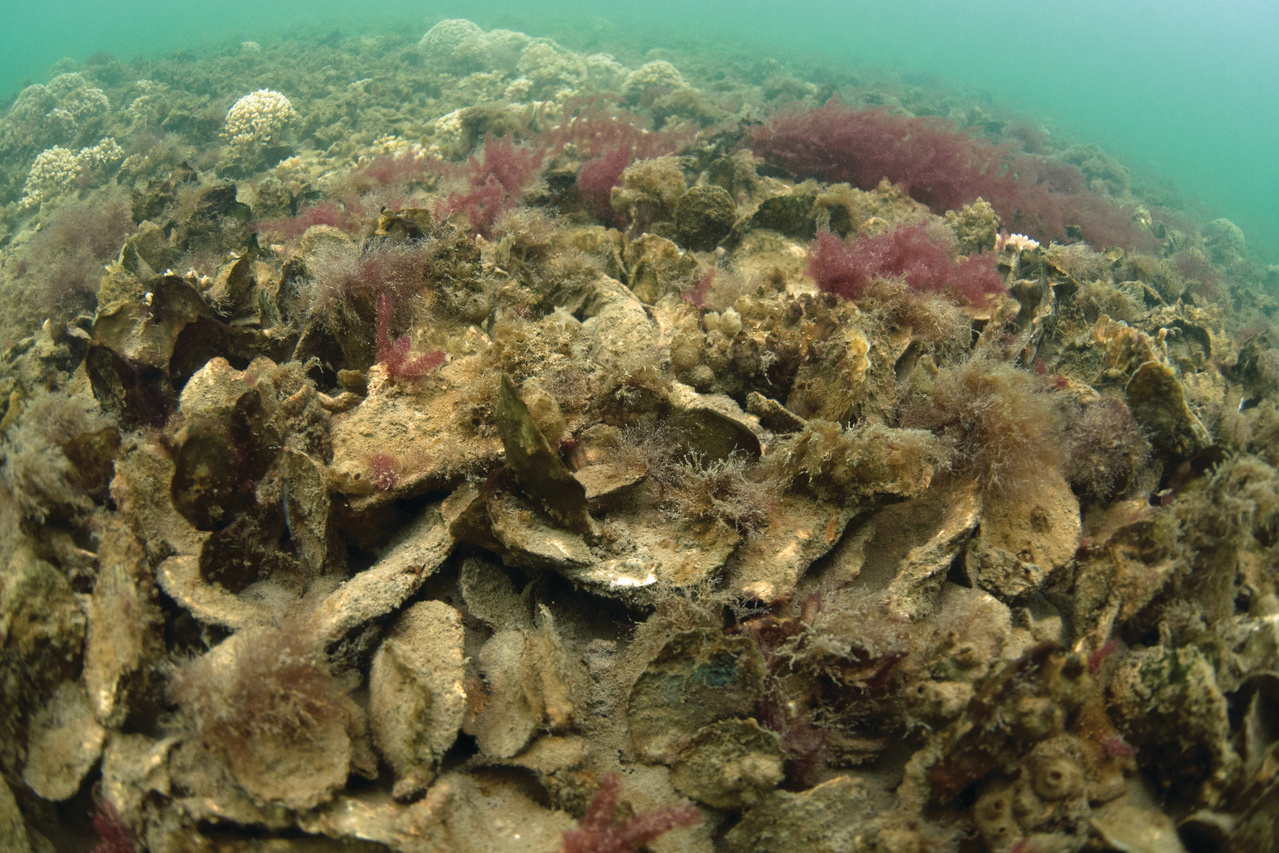 Image: New Report Explores Ecological, Economic Effects of Oyster Reef Restoration