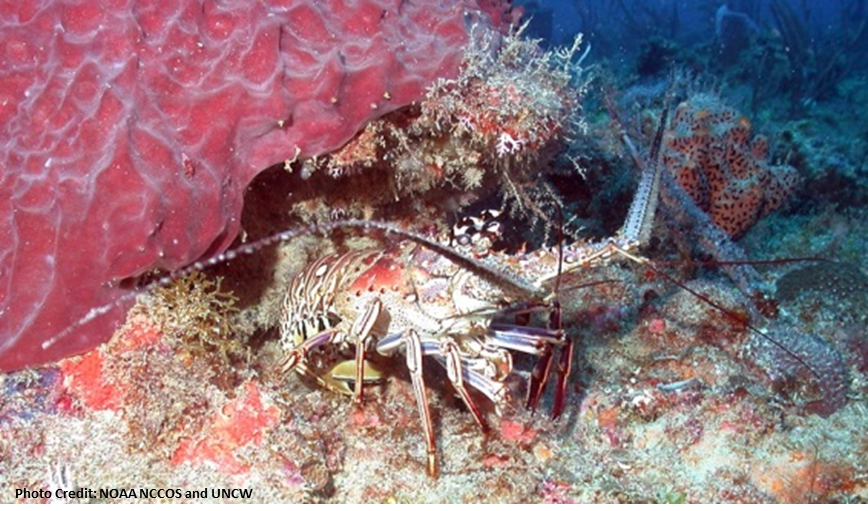 Caribbean Spiny Lobster Fishery Management Plan (discontinued