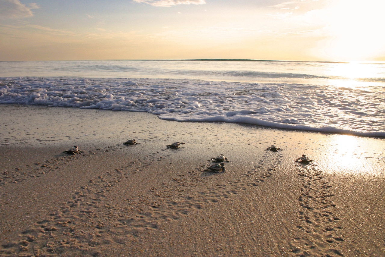 Image: Celebrating Sea Turtle Week 2020